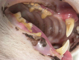 Parodontite felina