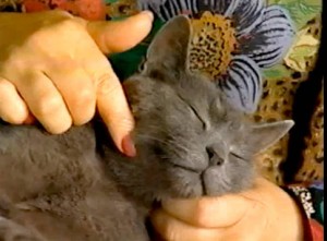 massaggi gatto