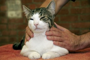 massaggio gatto